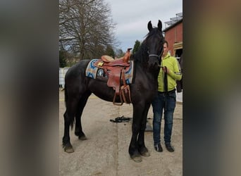 Friesian horses, Stallion, 4 years, 16,1 hh, Black