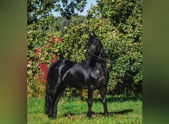 Friesian horses, Stallion, 4 years, 16,1 hh, Black