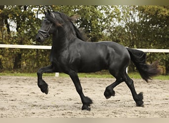 Friesian horses, Stallion, 4 years, 16,1 hh, Black