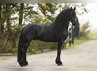 Friesian horses, Stallion, 4 years, 16,1 hh, Black