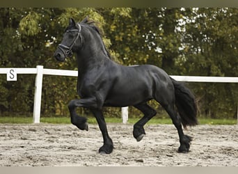 Friesian horses, Stallion, 4 years, 16,1 hh, Black