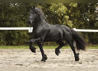 Friesian horses, Stallion, 4 years, 16,1 hh, Black