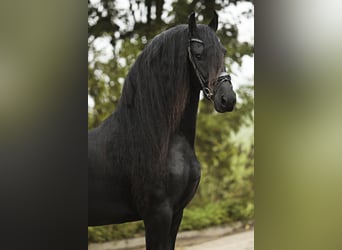 Friesian horses, Stallion, 4 years, 16,1 hh, Black