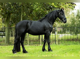 Friesian horses, Stallion, 4 years, 16,1 hh, Black