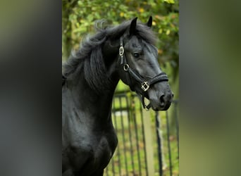 Friesian horses, Stallion, 4 years, 16,1 hh, Black