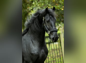 Friesian horses, Stallion, 4 years, 16,1 hh, Black