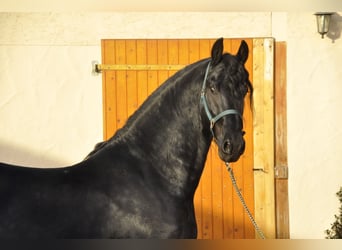 Friesian horses, Stallion, 4 years, 16,1 hh, Black