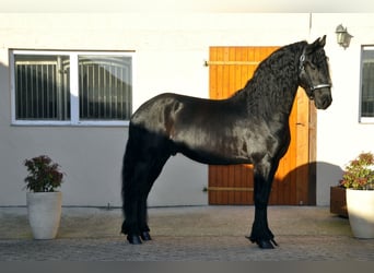 Friesian horses, Stallion, 4 years, 16.1 hh, Black