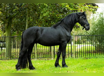 Friesian horses, Stallion, 4 years, 16,1 hh, Black