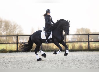 Friesian horses, Stallion, 4 years, 16,2 hh, Black