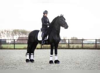 Friesian horses, Stallion, 4 years, 16,2 hh, Black