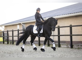 Friesian horses, Stallion, 4 years, 16,2 hh, Black