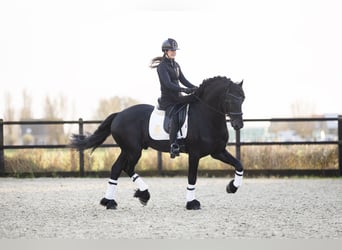 Friesian horses, Stallion, 4 years, 16,2 hh, Black