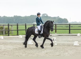 Friesian horses, Stallion, 4 years, 16,2 hh, Black