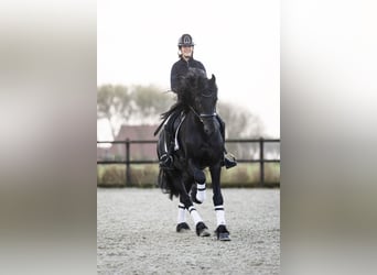 Friesian horses, Stallion, 4 years, 16,2 hh, Black