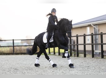 Friesian horses, Stallion, 4 years, 16,2 hh, Black