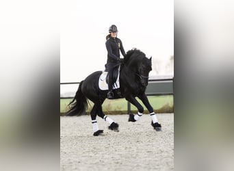 Friesian horses, Stallion, 4 years, 16,2 hh, Black