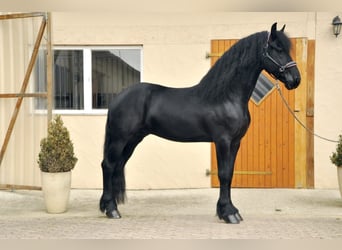 Friesian horses, Stallion, 4 years, 16,2 hh, Black