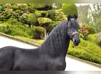 Friesian horses, Stallion, 4 years, 16,2 hh, Black