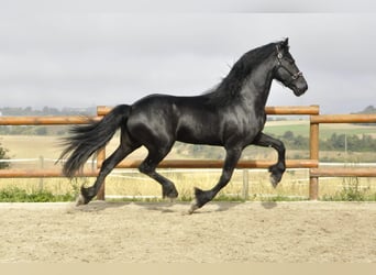 Friesian horses, Stallion, 4 years, 16,2 hh, Black