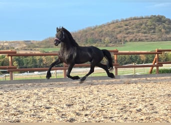 Friesian horses, Stallion, 4 years, 16.2 hh, Black