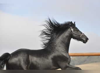 Friesian horses, Stallion, 4 years, 16,2 hh, Black