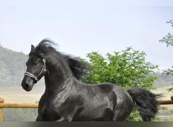 Friesian horses, Stallion, 4 years, 16,2 hh, Black