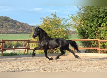 Friesian horses, Stallion, 4 years, 16.2 hh, Black
