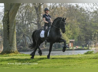 Friesian horses, Stallion, 4 years, 16.2 hh, Black