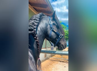 Friesian horses, Stallion, 4 years, 16 hh, Black