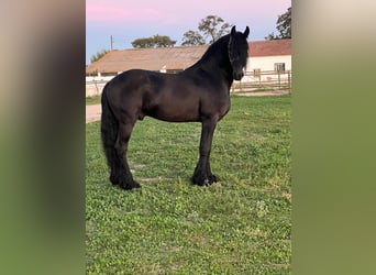 Friesian horses, Stallion, 4 years, 16 hh, Black