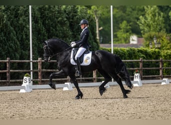 Friesian horses, Stallion, 4 years, 16 hh, Black