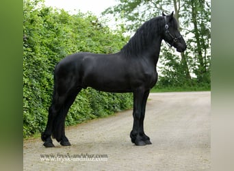 Friesian horses, Stallion, 4 years, 16 hh, Black