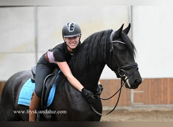 Friesian horses, Stallion, 4 years, 16 hh, Black