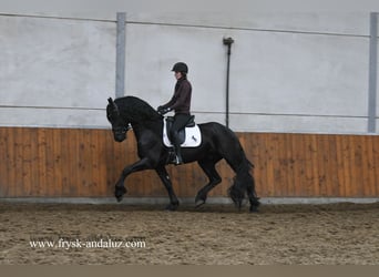 Friesian horses, Stallion, 4 years, 16 hh, Black