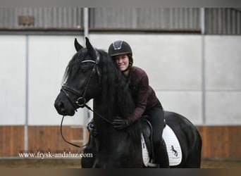 Friesian horses, Stallion, 4 years, 16 hh, Black