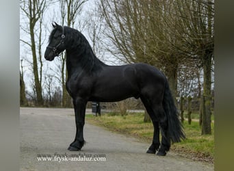 Friesian horses, Stallion, 4 years, 16 hh, Black