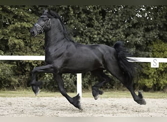 Friesian horses, Stallion, 4 years, 16 hh, Black