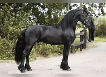 Friesian horses, Stallion, 4 years, 16 hh, Black