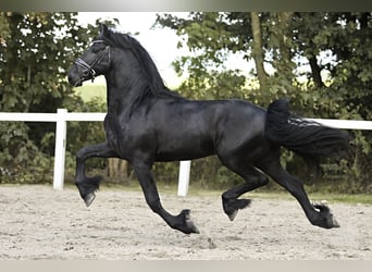 Friesian horses, Stallion, 4 years, 16 hh, Black