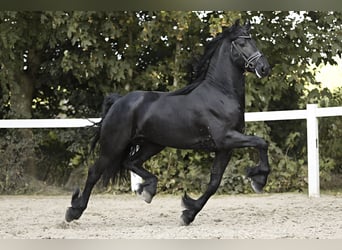 Friesian horses, Stallion, 4 years, 16 hh, Black