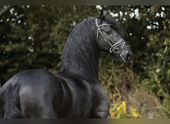 Friesian horses, Stallion, 4 years, 16 hh, Black