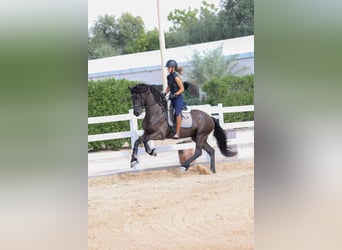 Friesian horses, Stallion, 4 years, 16 hh, Black