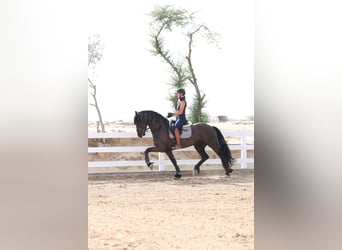 Friesian horses, Stallion, 4 years, 16 hh, Black