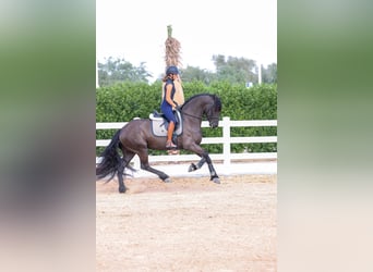 Friesian horses, Stallion, 4 years, 16 hh, Black