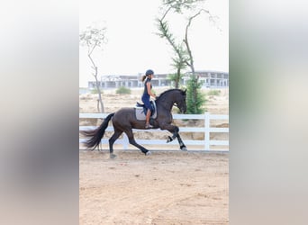 Friesian horses, Stallion, 4 years, 16 hh, Black