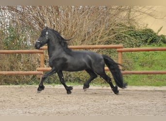 Friesian horses, Stallion, 4 years, 16 hh, Black