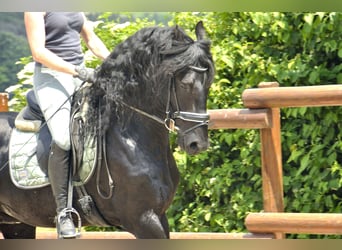 Friesian horses, Stallion, 4 years, 16 hh, Black
