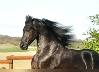 Friesian horses, Stallion, 4 years, 16 hh, Black