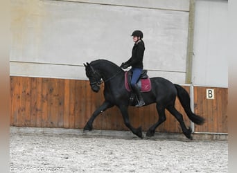 Friesian horses, Stallion, 4 years, 16 hh, Black